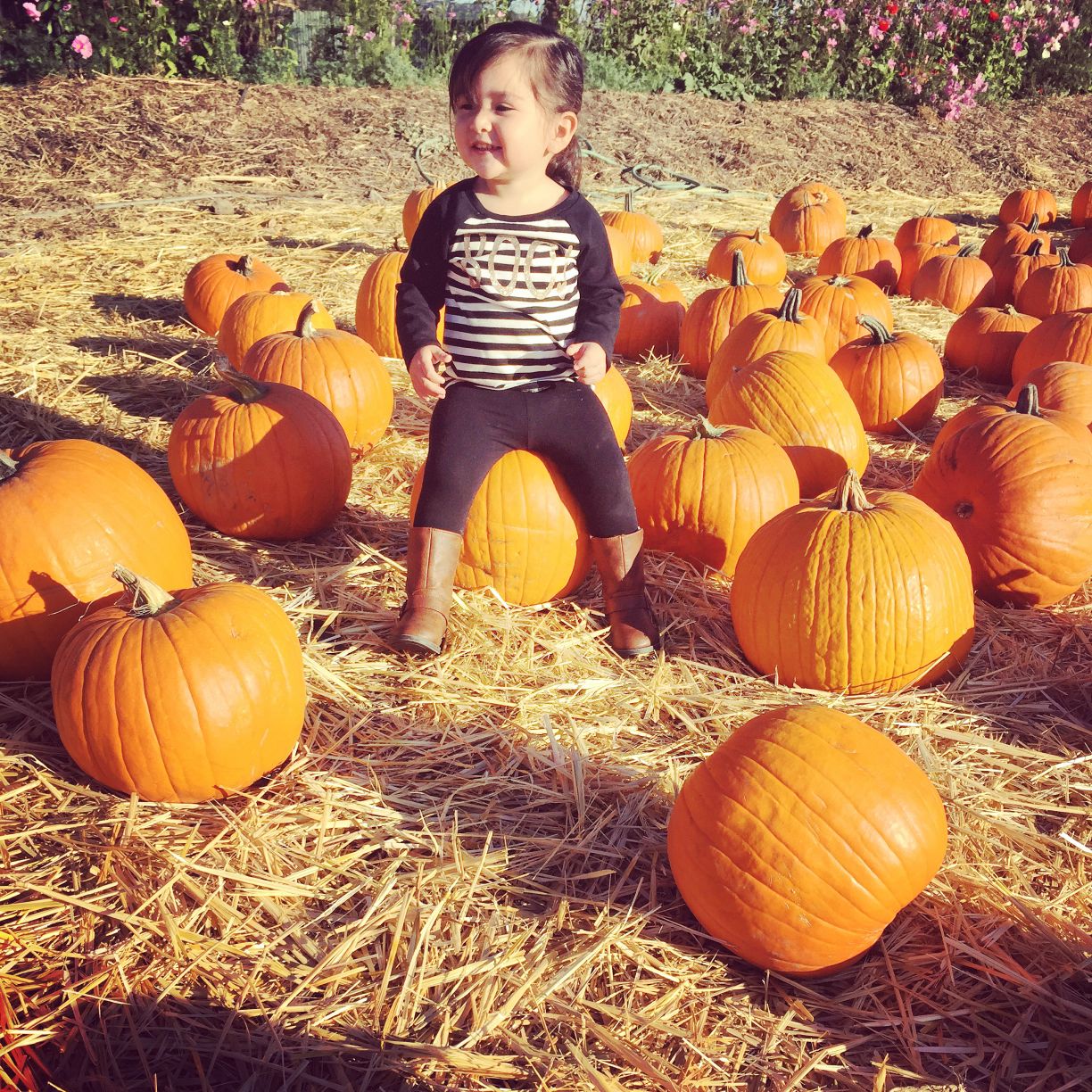 Picking Pumpkins 2015